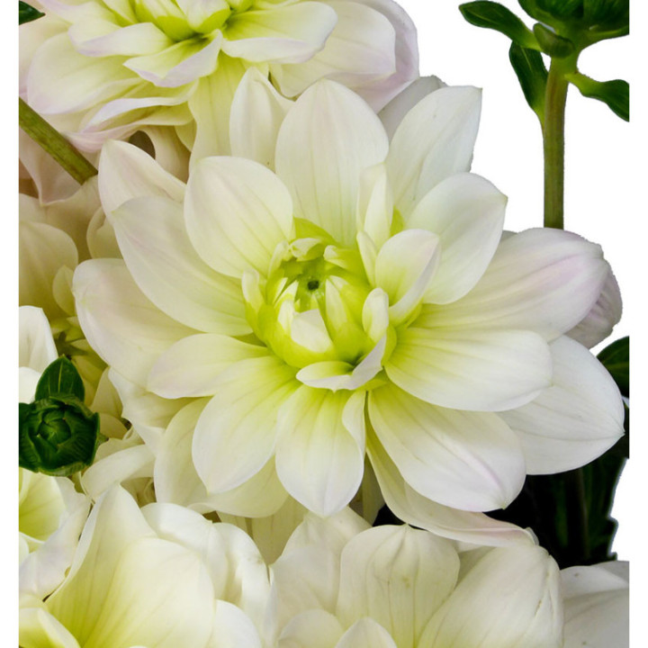 DAHLIA WHITE ONESTA 502