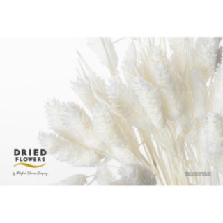 DRIED PHALARIS PRESERVADO BLANCO1