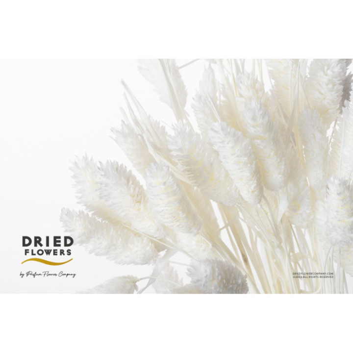 DRIED PHALARIS PRESERVADO BLANCO1