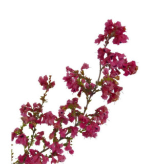ERICA PINK 501