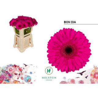 GERBERA BON DIA 50 X101
