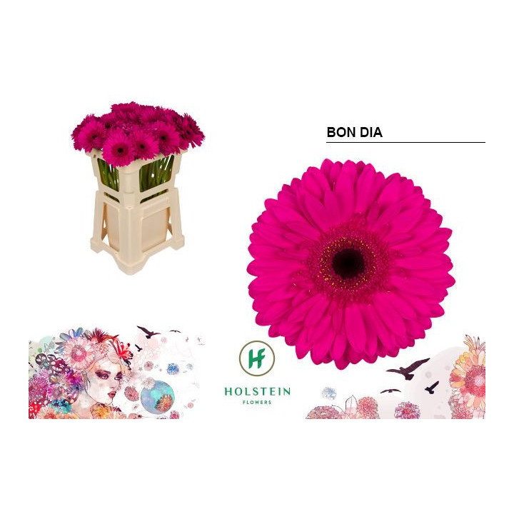 GERBERA BON DIA 50 X101