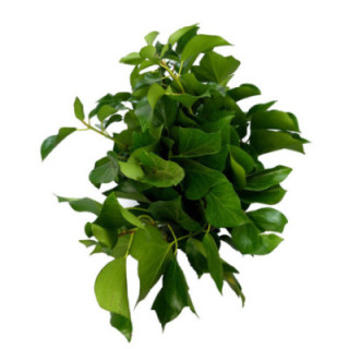 HIEDRA ARBOREA1