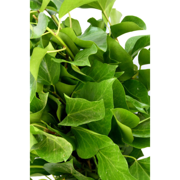 HIEDRA ARBOREA2