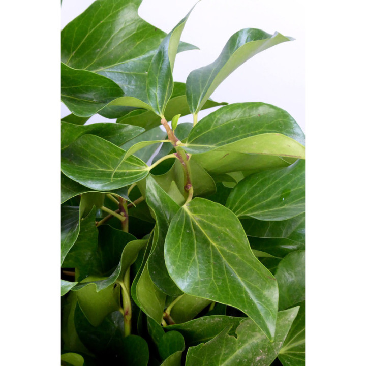 HIEDRA ARBOREA3