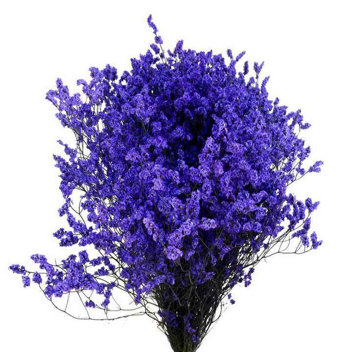LIMONIUM CHINO TEÑIDO MORADO1