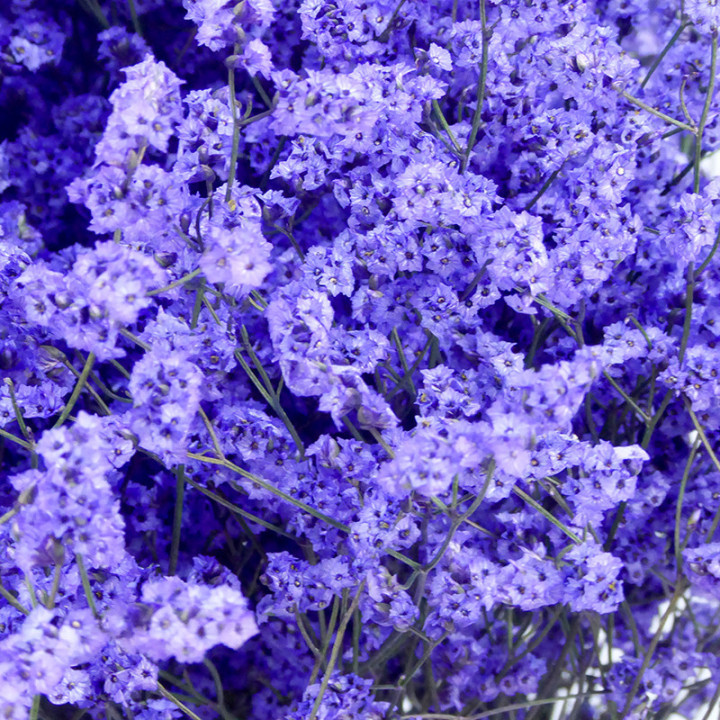 LIMONIUM CHINO TEÑIDO MORADO2