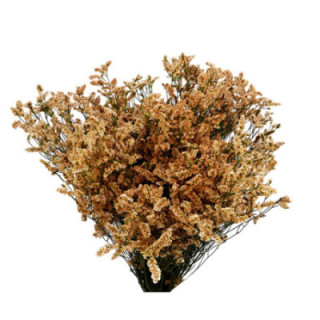 LIMONIUM CHINO TEÑIDO SALMON1