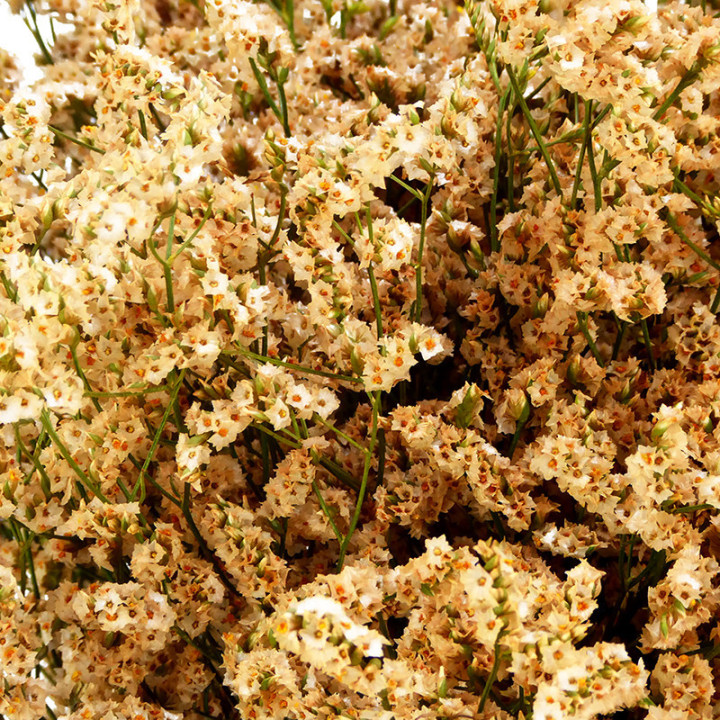 LIMONIUM CHINO TEÑIDO SALMON2