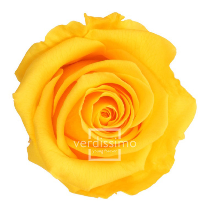 ROSA AMOROSA PRESERVADA GRANEL PRZ/33501