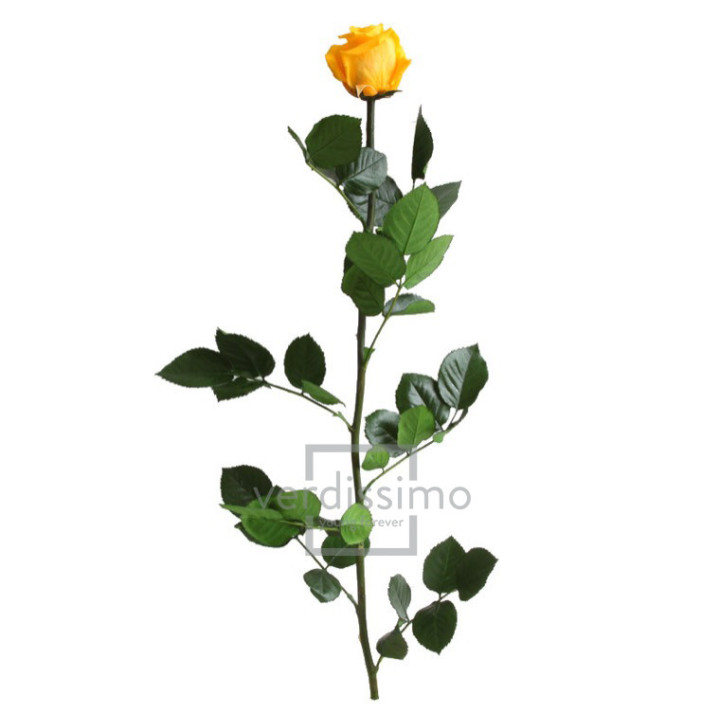 ROSA AMOROSA PRESERVADA GRANEL PRZ/33502