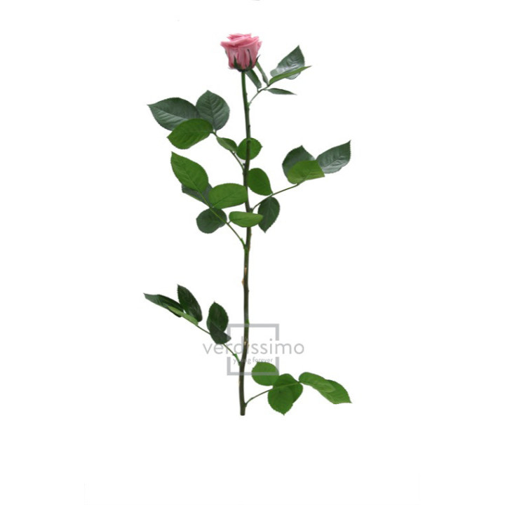 ROSA AMOROSA PRESERVADA GRANEL PRZ/34802