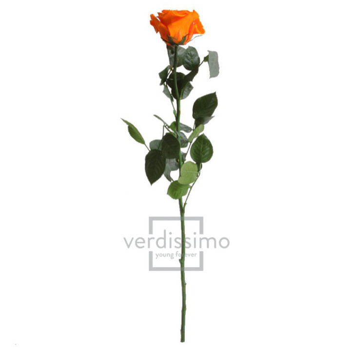 ROSA AMOROSA PRESERVADA GRANEL PRZ/35302