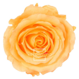 ROSA AMOROSA PRESERVADA GRANEL PRZ/35501