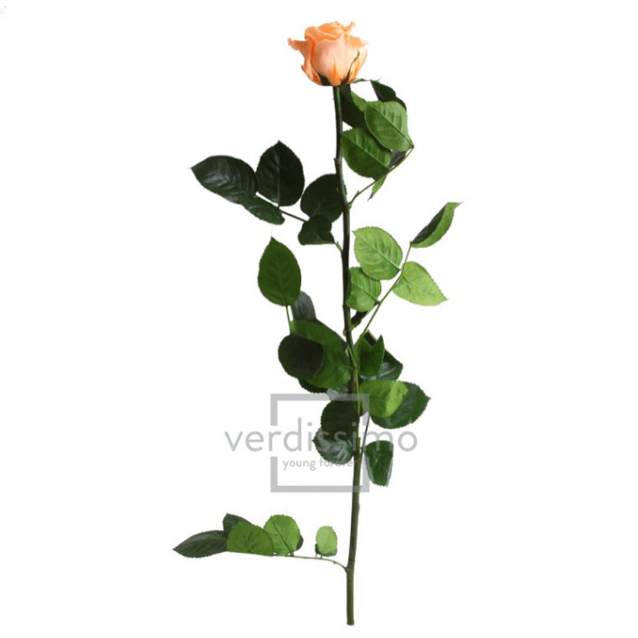 ROSA AMOROSA PRESERVADA GRANEL PRZ/35502