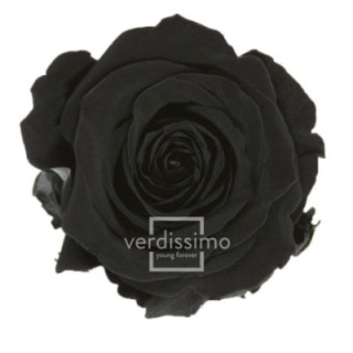 ROSA AMOROSA PRESERVADA GRANEL PRZ/39901