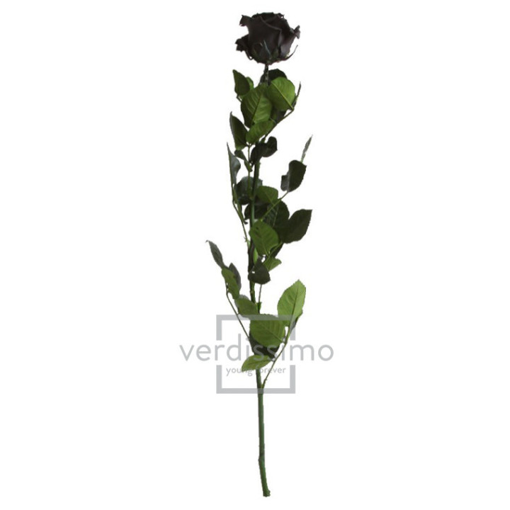 ROSA AMOROSA PRESERVADA GRANEL PRZ/39902