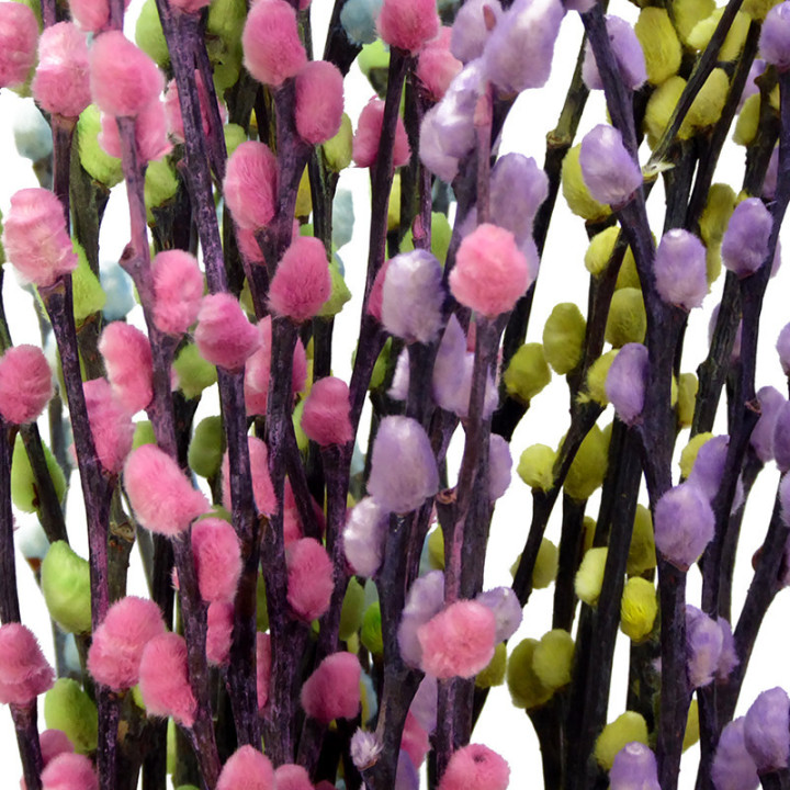 SALIX SNOWFLAKE PASTEL MIX 702