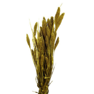SETARIA ORO1
