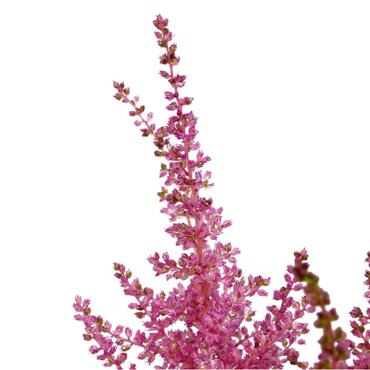 ASTILBE ROMANCE 651