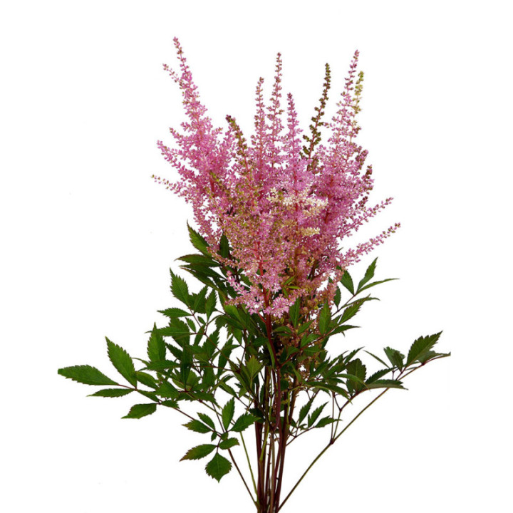 ASTILBE ROMANCE 652