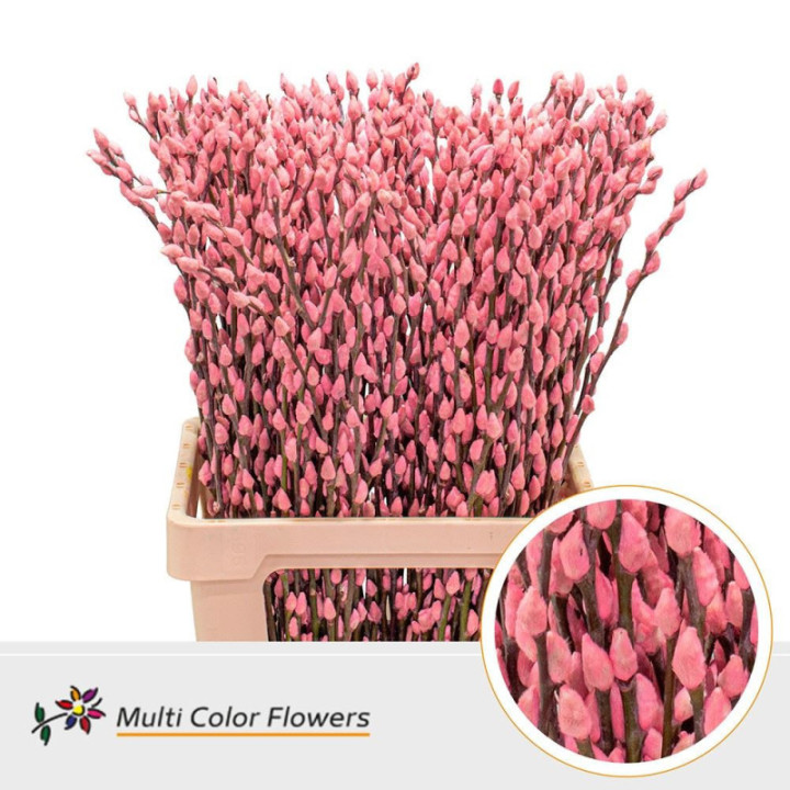 SALIX SNOWFLAKE ROSA CLARO 701