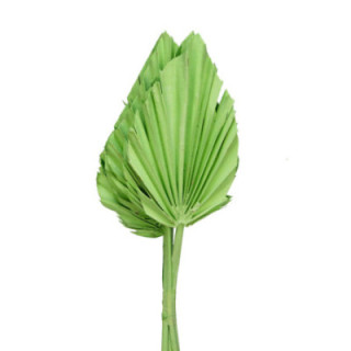 PALMITO SECO PINTADO VERDE CLARO1