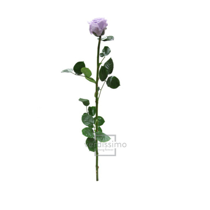 ROSA AMOROSA PRESERVADA GRANEL PRZ/38302