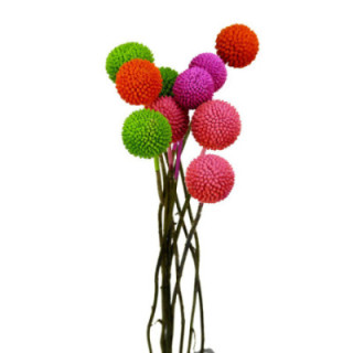 CRASPEDIA TEÑIDO SPRING MIXTO 601