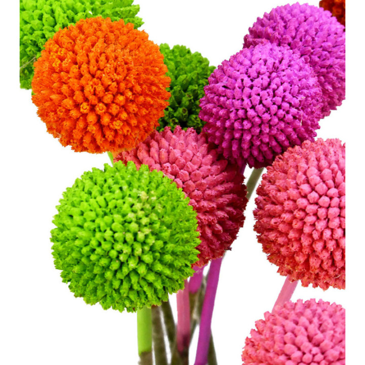 CRASPEDIA TEÑIDO SPRING MIXTO 602