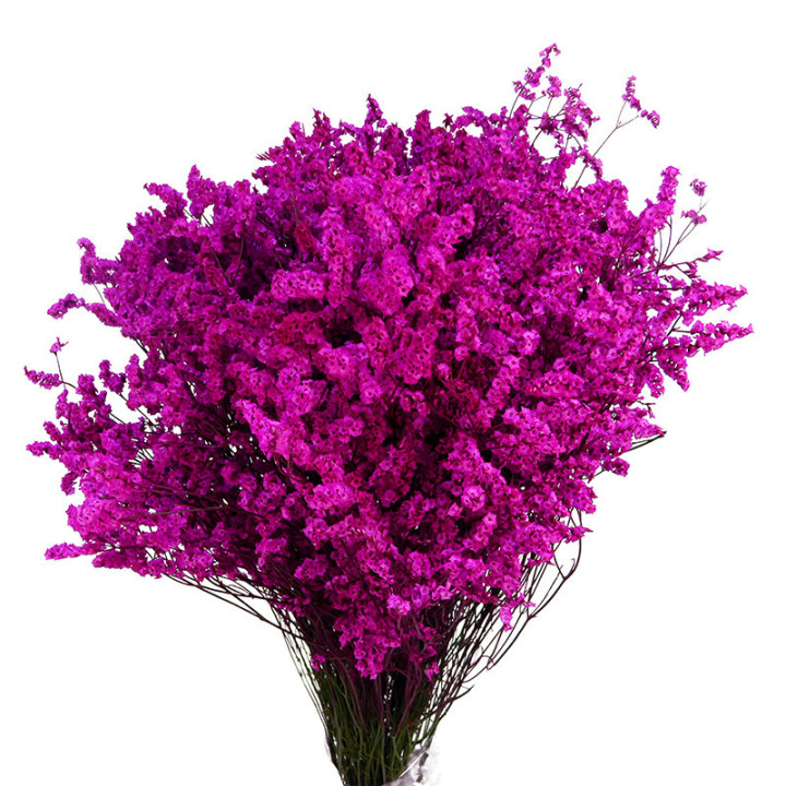 LIMONIUM CHINO TEÑIDO FUCSIA1