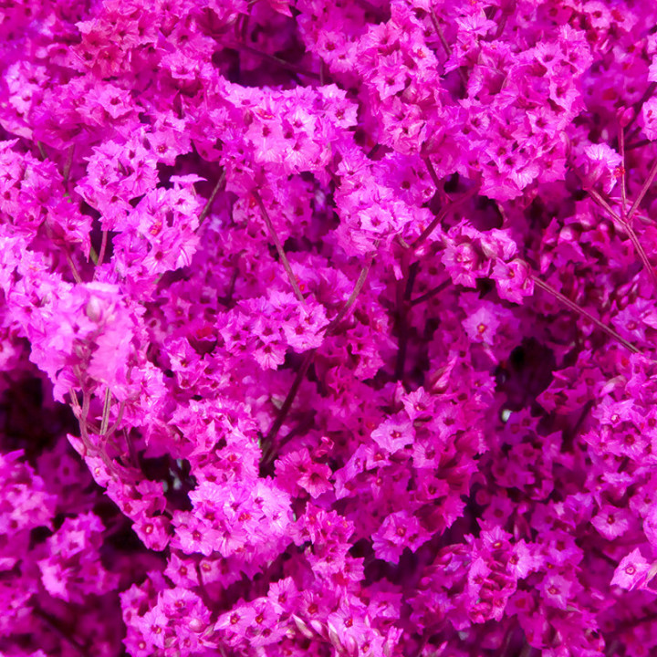 LIMONIUM CHINO TEÑIDO FUCSIA2