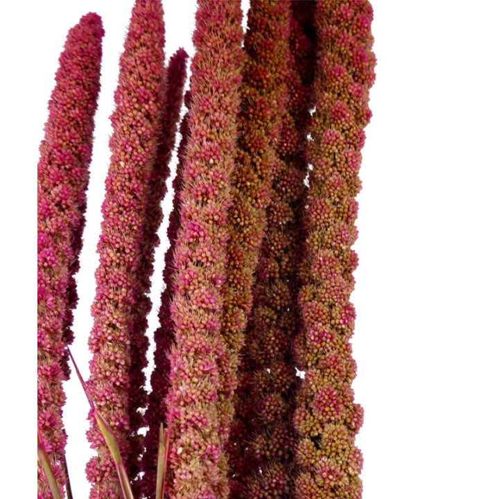 SETAREA ROSA 10T2