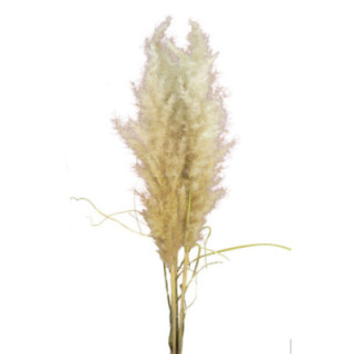CORTADERIA PAMPUS 1301