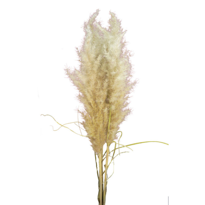 CORTADERIA PAMPUS 1301