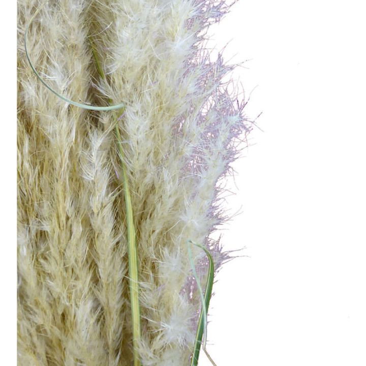 CORTADERIA PAMPUS 1302