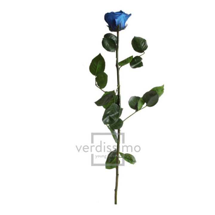ROSA AMOROSA PRESERVADA GRANEL PRZ/36302