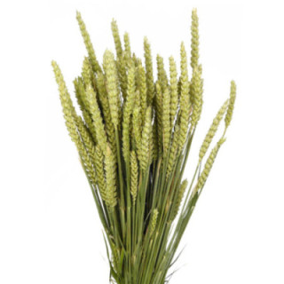 TRITICUM NATUREL1