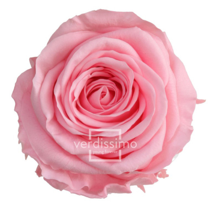 ROSA AMOROSA PRESERVADA GRANEL PRZ/34201