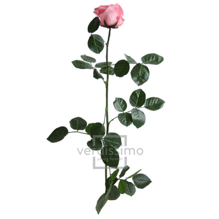 ROSA AMOROSA PRESERVADA GRANEL PRZ/34202