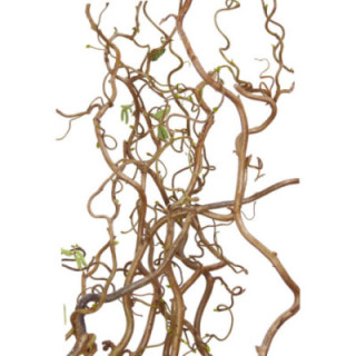 CORYLUS CONTORTA 1001