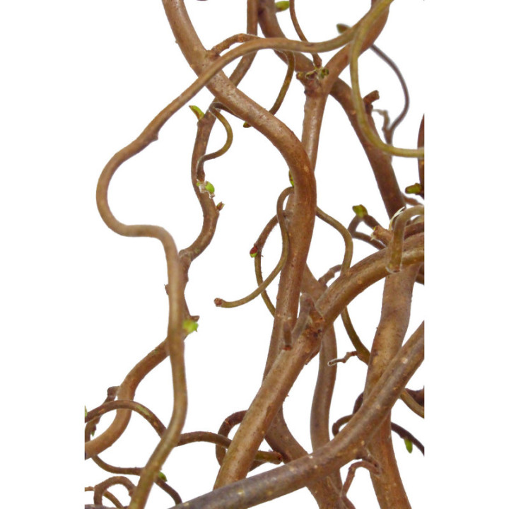 CORYLUS CONTORTA 1003