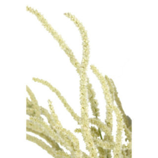 AMARANTHUS YEARMING DESERT 601