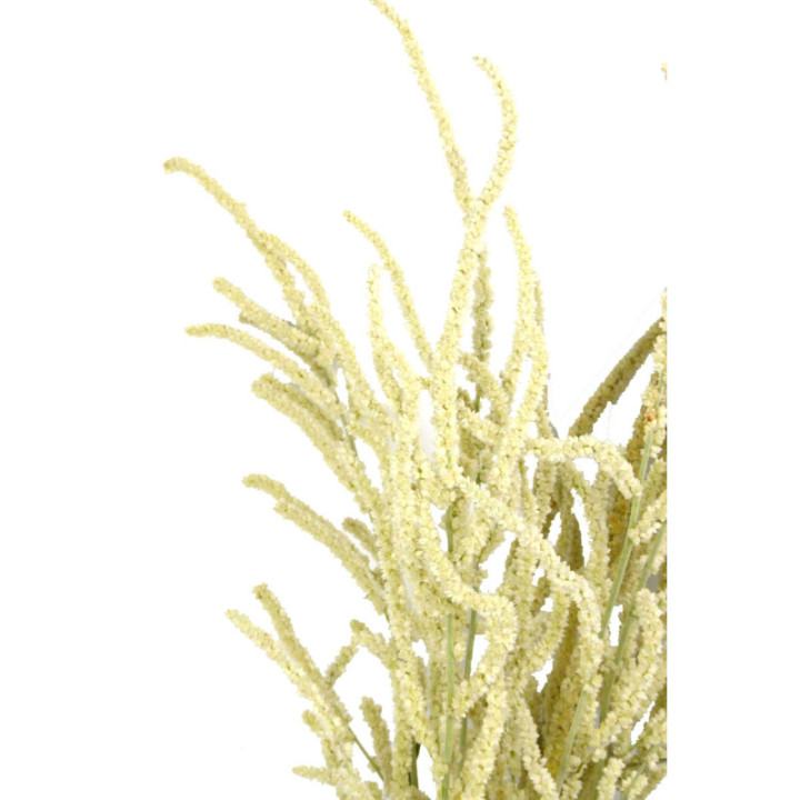 AMARANTHUS YEARMING DESERT 602