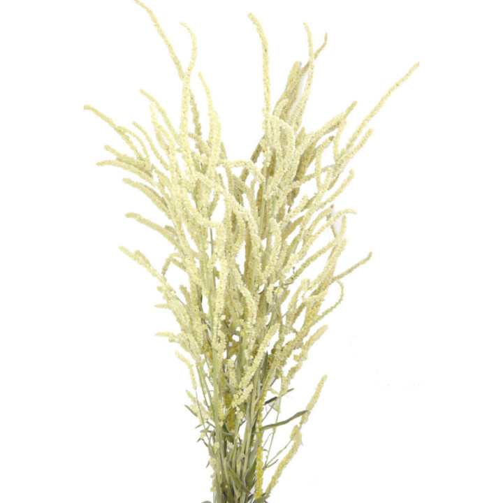 AMARANTHUS YEARMING DESERT 603