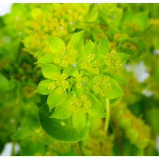 BUPLEURUM GRIFFITHII 601