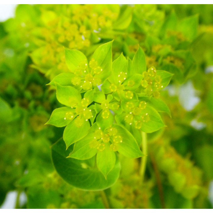 BUPLEURUM GRIFFITHII 601