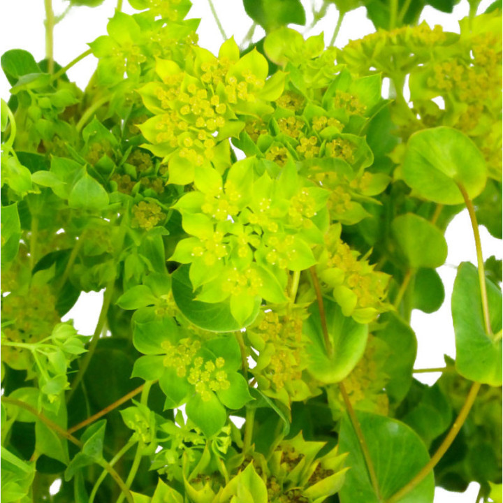 BUPLEURUM GRIFFITHII 602