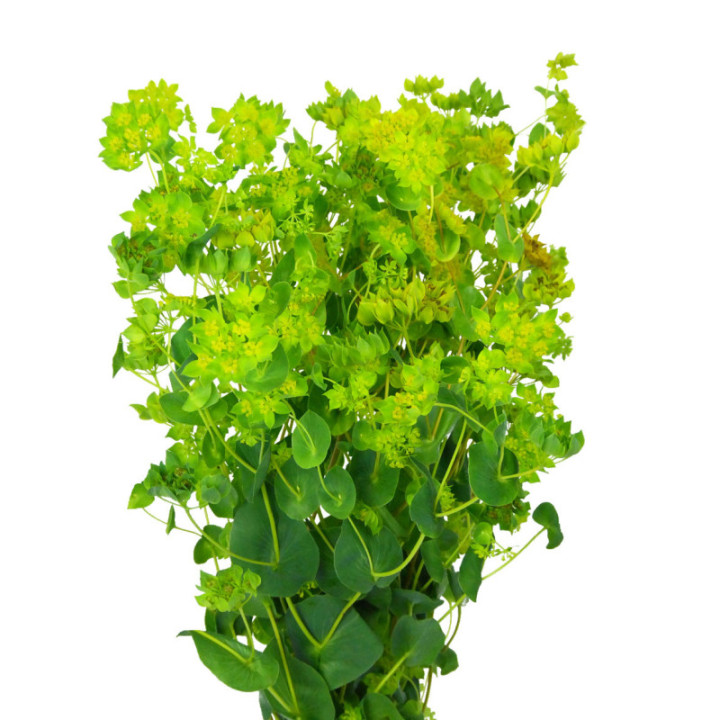 BUPLEURUM GRIFFITHII 603