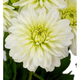 DAHLIA SNOW CAP 451